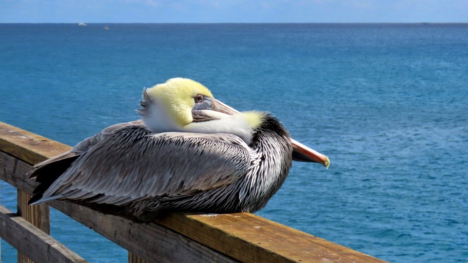 Brown Pelican