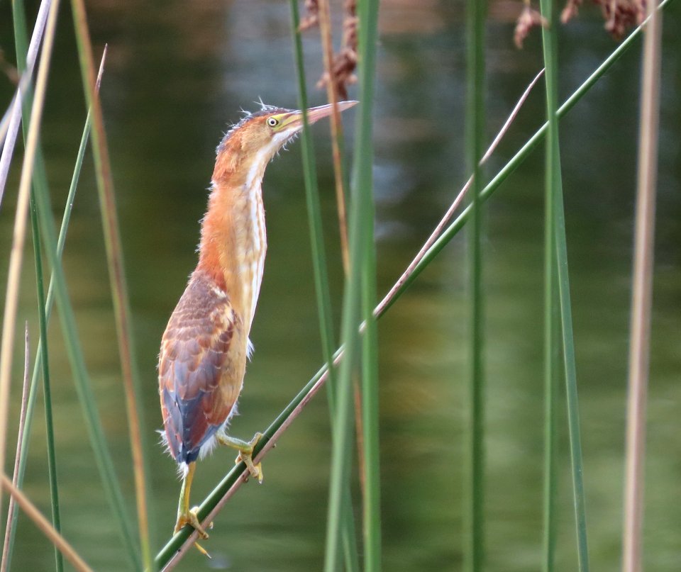 Juvenile Least Bittern photo