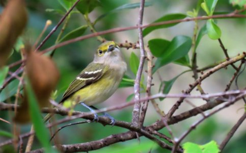 White-eyed Vireo
