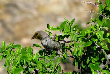 Verdin
