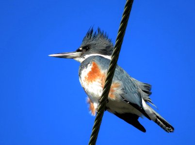 Belted Kingfisher photo