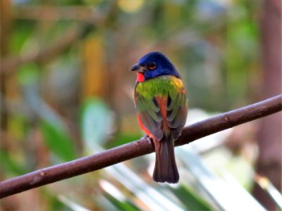 Male Painted Bunting photo