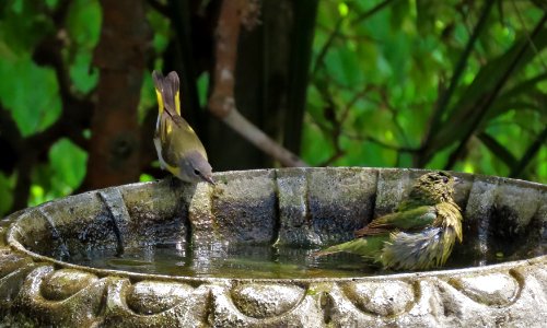 American Redstart and "greenie" Painted Bunting
