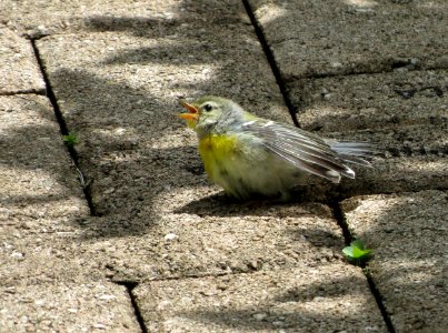 Juvenile Northern Parula sunbathing