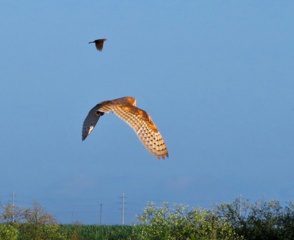 Barn Owl