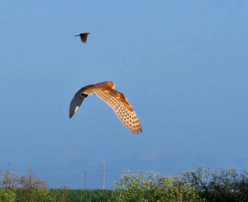 Barn Owl photo