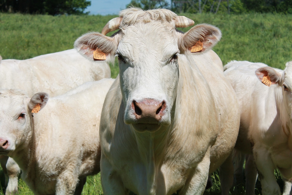 Cattle pasture spring