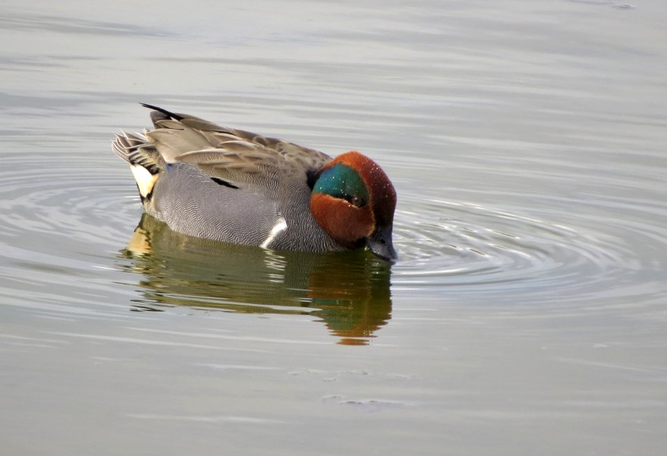 Green-winged Teal