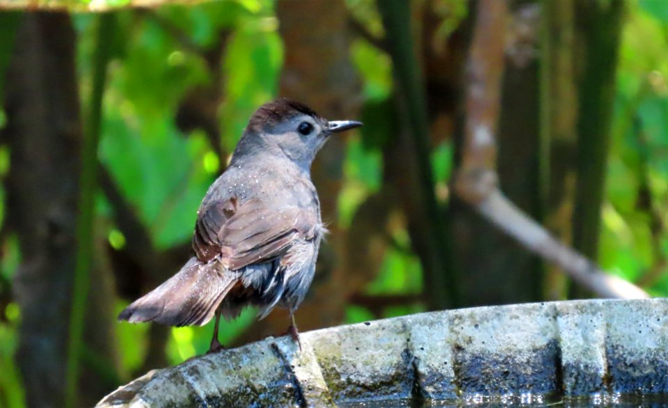 Gray Catbird