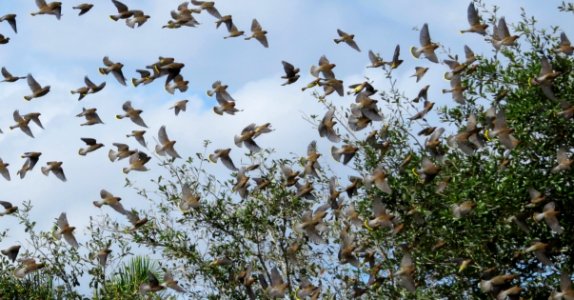 Cedar Waxwings photo