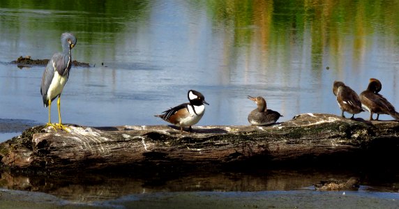 Hooded Mergansers with Tricolor Heron