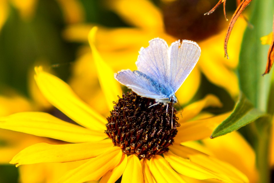 Vögel-Blumen-Insekten 297