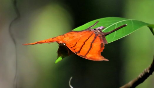Ruddy Daggerwing butterfly with ant on one wing!