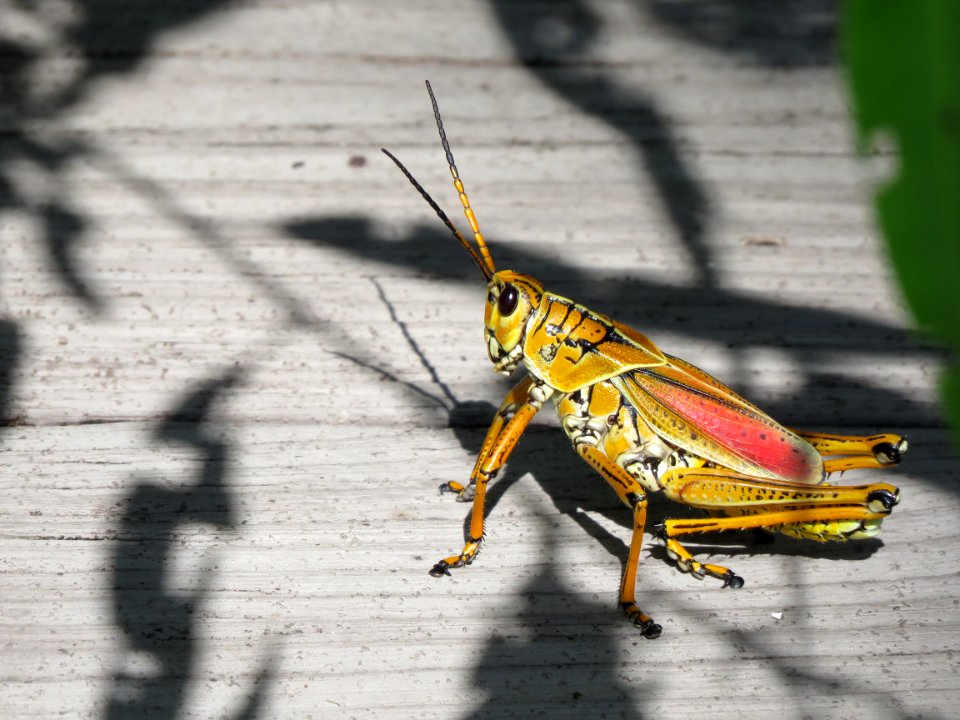 Lubber Grasshopper