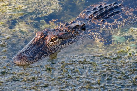 American Alligator