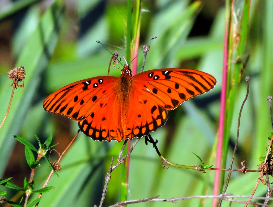 Gulf Fritillary Butterfly