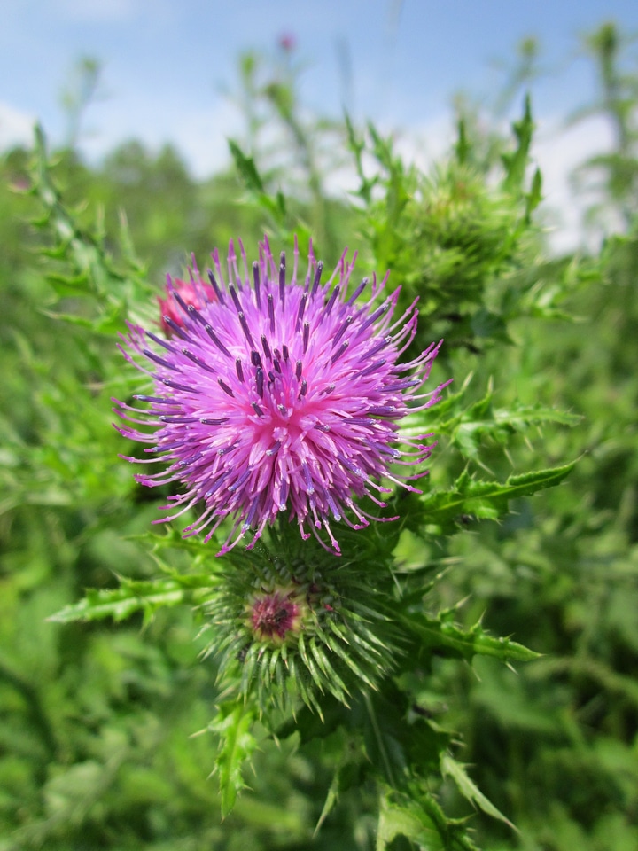 Plumeless thistle wildflower blooming