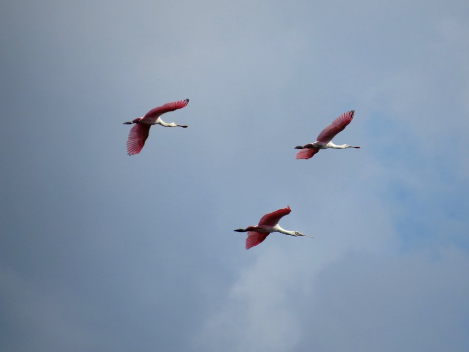 Roseate Spoonbills