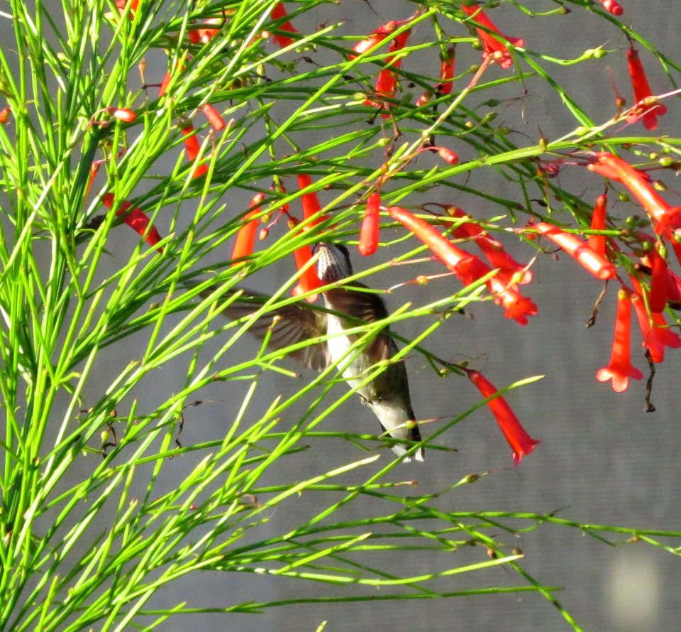 Ruby-throated Hummingbird