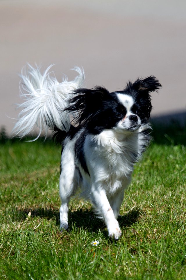 Hund OS191020