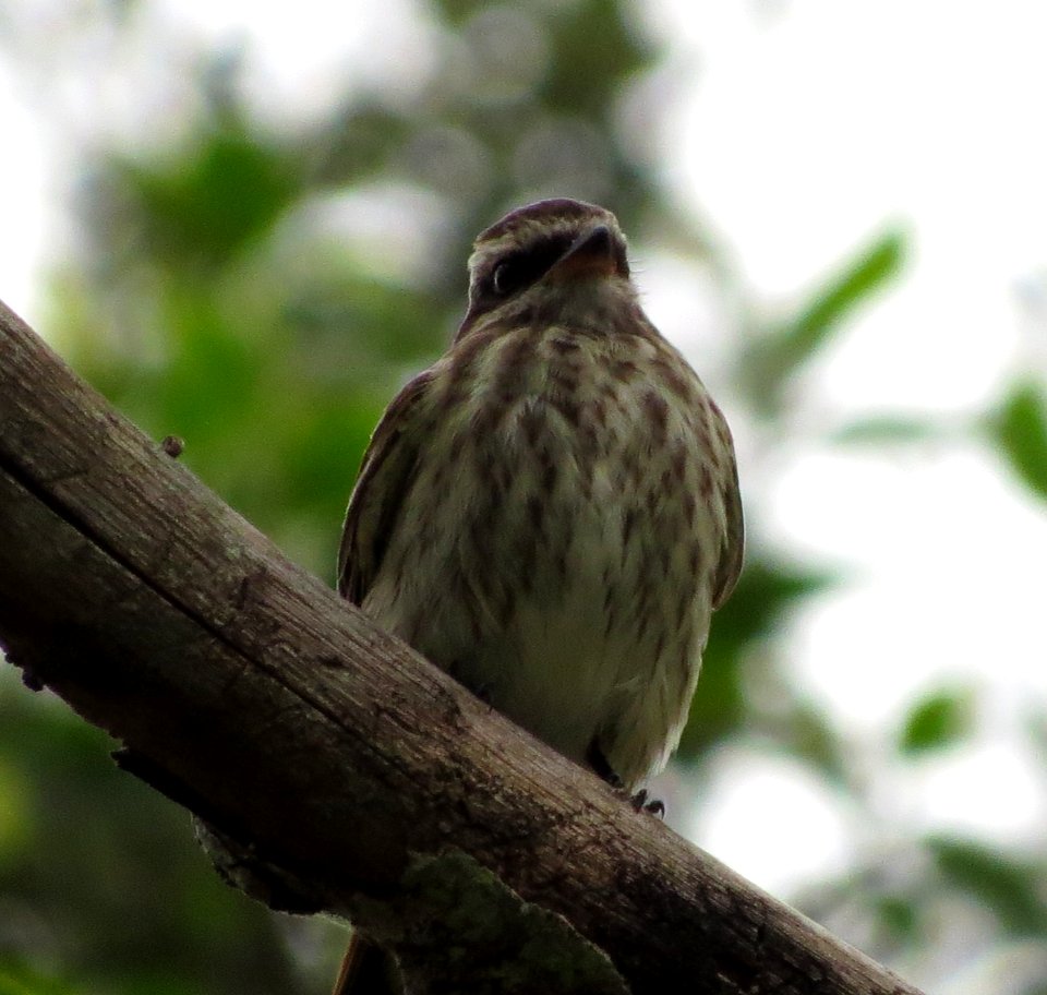 Varigated Flycatcher