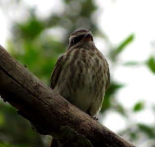 Varigated Flycatcher photo