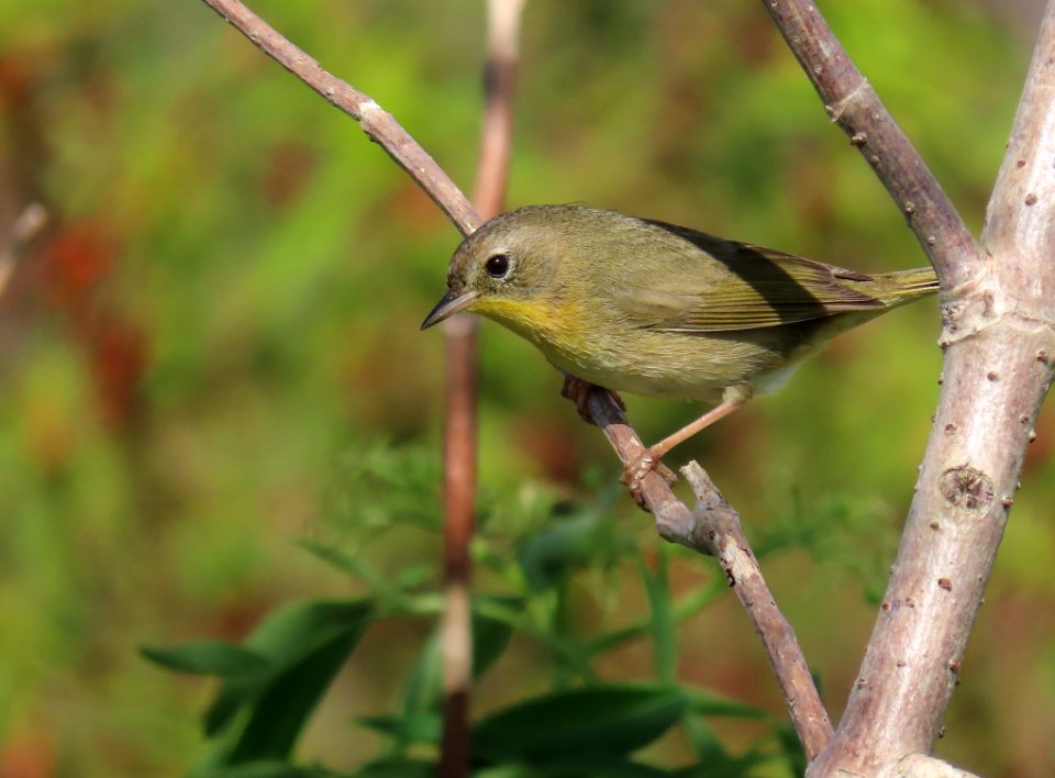 Common Yellowthroat