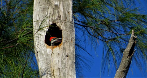 Pileated Woodpecker