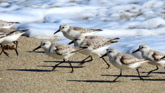 Sanderling photo