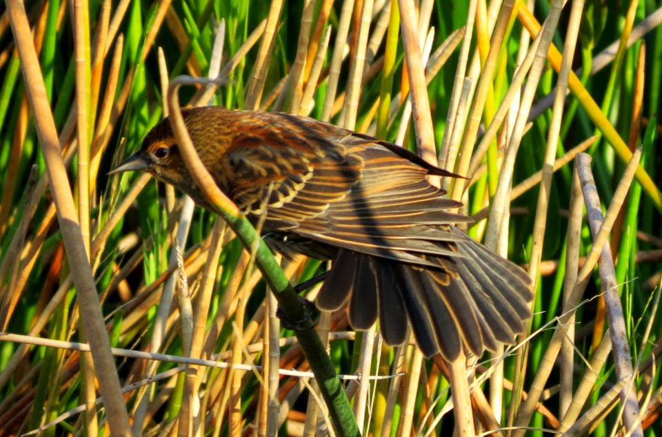 Red-winged Blackbird