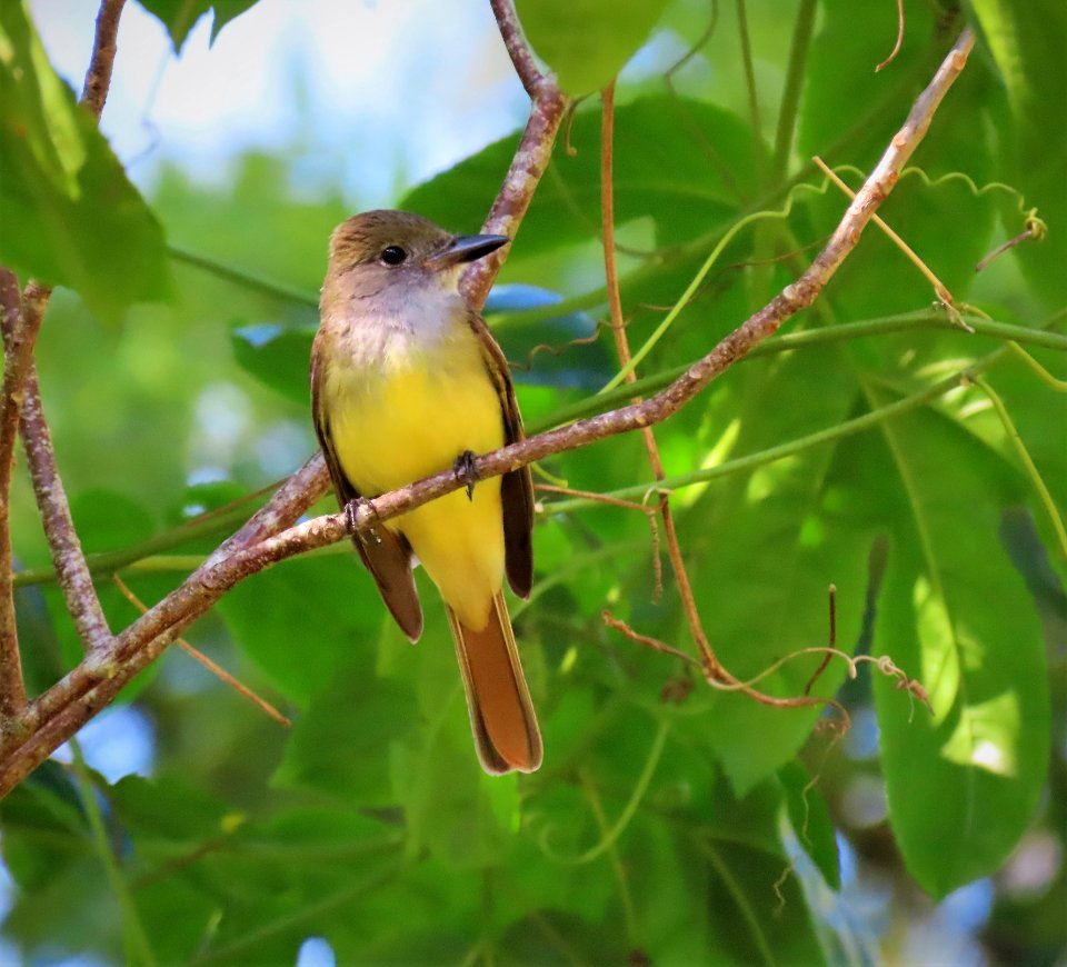 Great Crested Flycatcher