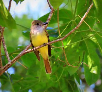 Great Crested Flycatcher photo