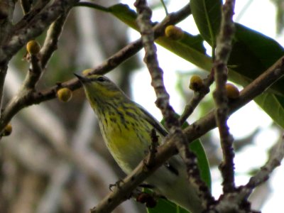 Cape May Warbler photo