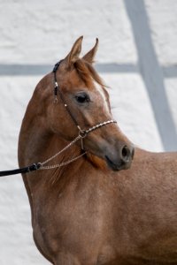 WM Daliah OS182324