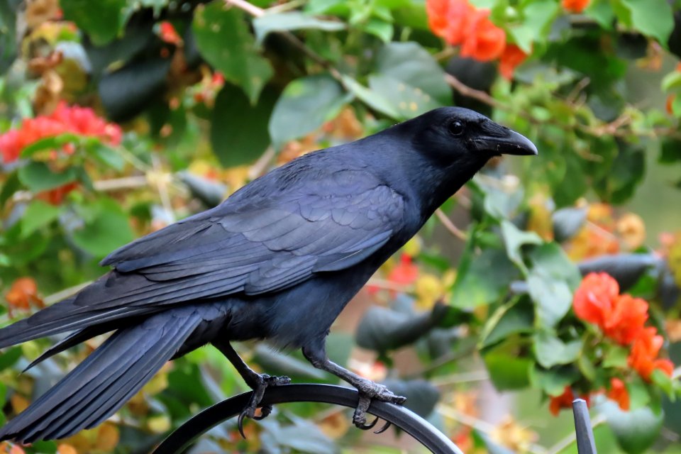 Fish Crow