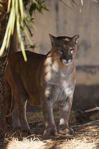 Feline animal zoo