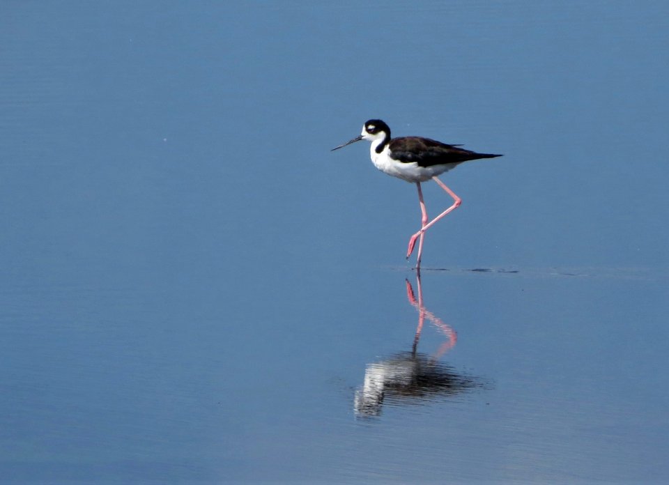 Black-necked Stilt