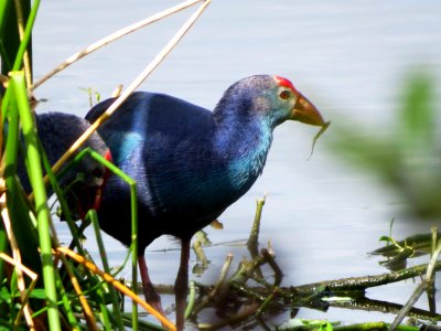 Swamphens