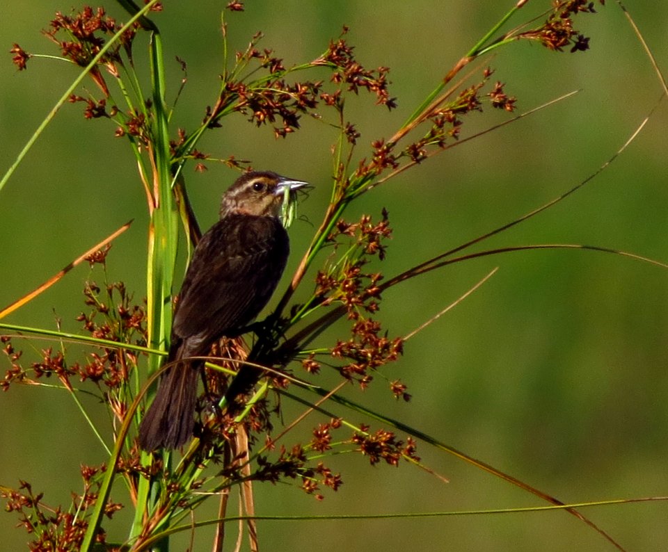 Female Red-winged Blackbird with Praying Mantis photo