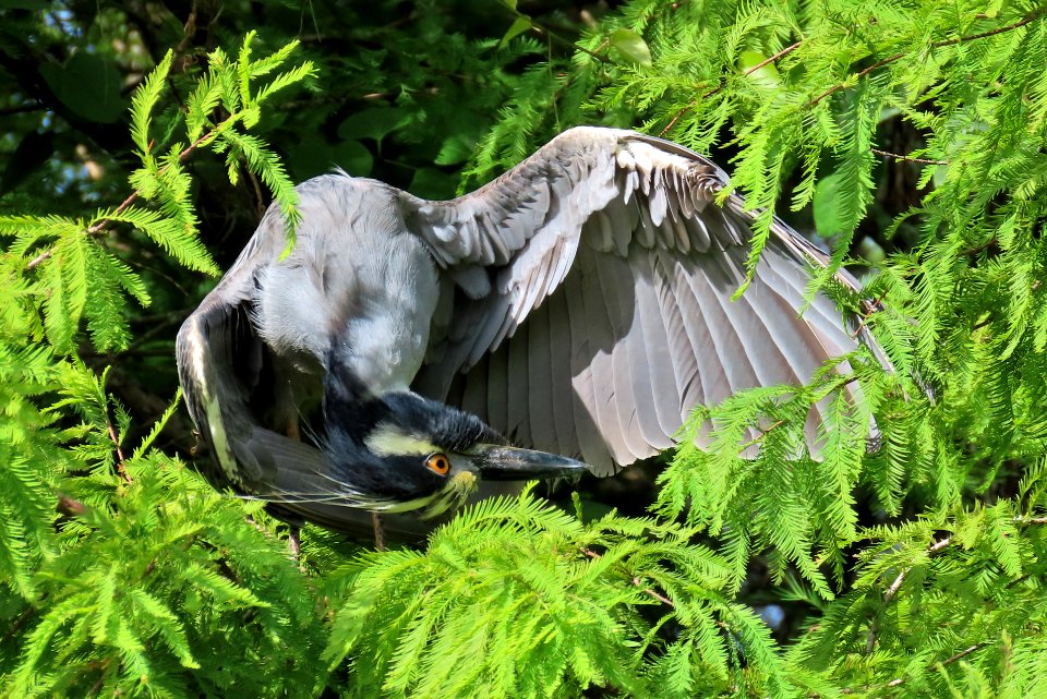 Yellow-crowned Night Heron