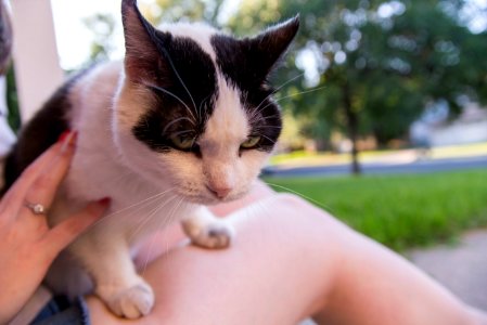 Cow Kitty