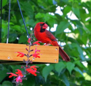 Northern Cardinal