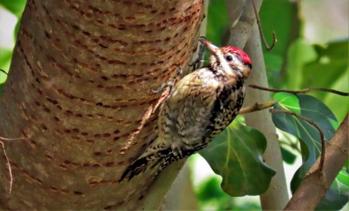 Yellow-bellied Sapsucker, young female