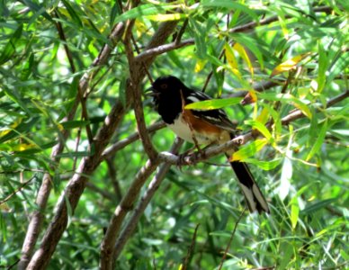 Spotted Towhee