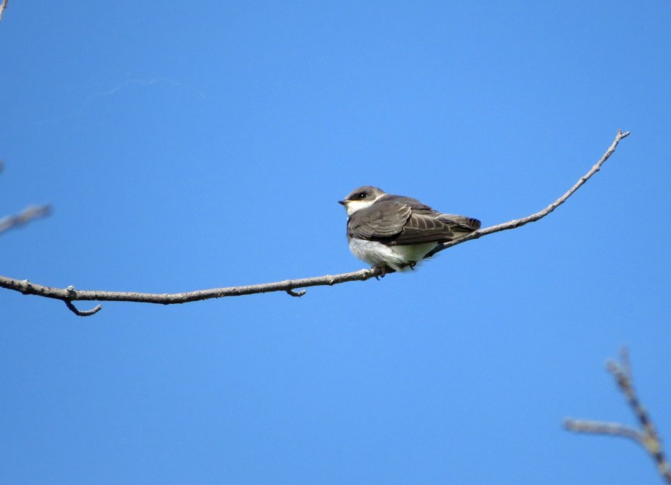 Juvenile Tree Swallow