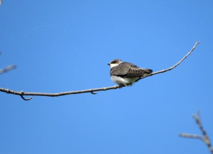 Juvenile Tree Swallow photo