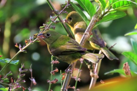 Painted Buntings