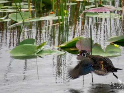 Wood Duck