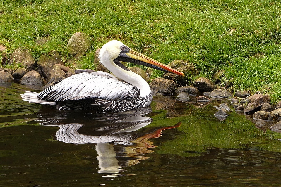 Large beak water mirror image