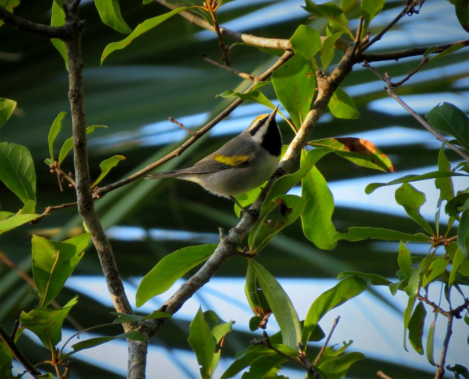 Golden-winged Warbler